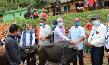 नमोबुद्धका ५५ जना किसानलाई  भैसी अनुदान वितरण लागि २१ लाख ३३ हजार बजेट